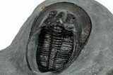 Detailed Scotoharpes Trilobite - Boudib, Morocco #260374-5